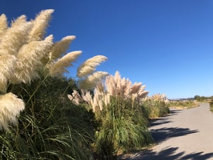 IMG_8667